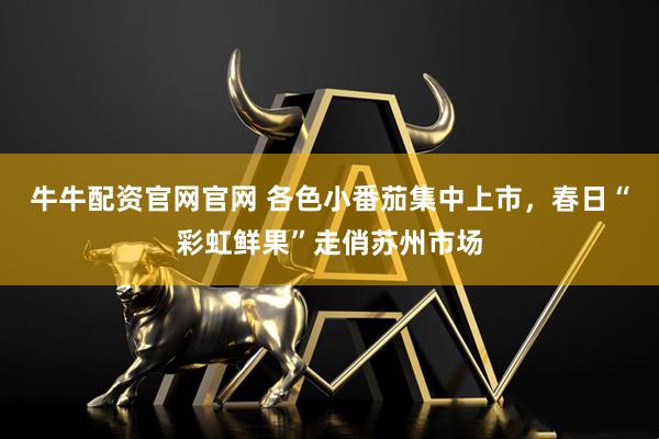 牛牛配资官网官网 各色小番茄集中上市，春日“彩虹鲜果”走俏苏州市场